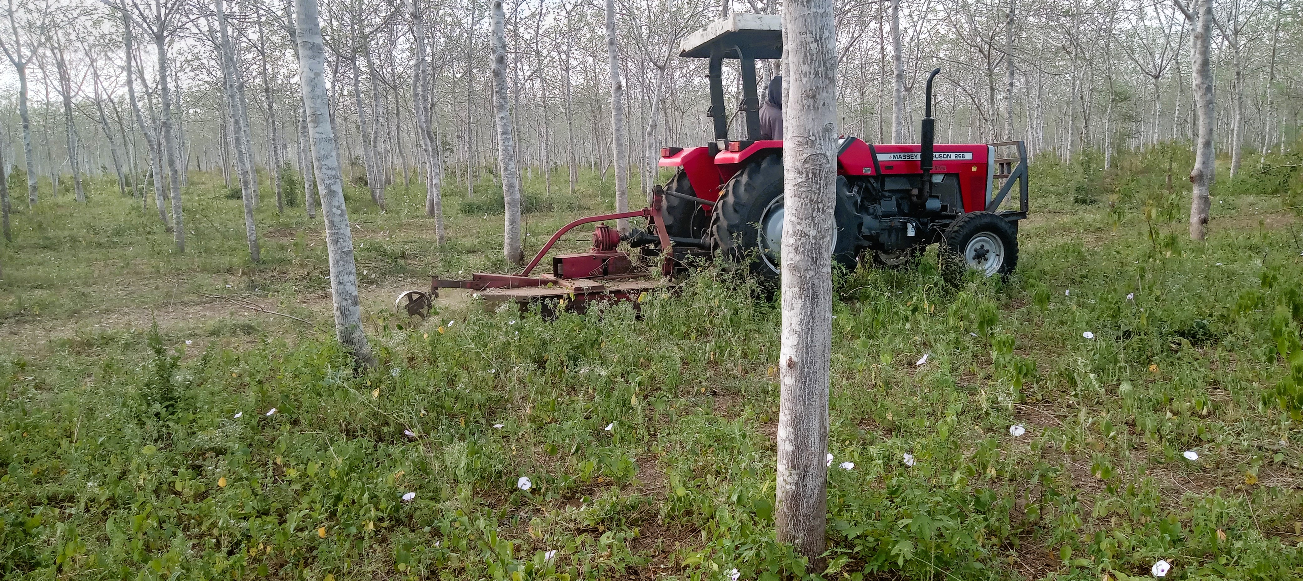 Nyongoro Plantation